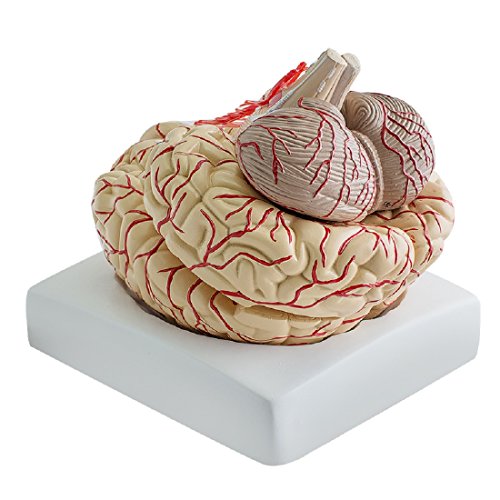 Tinsay Brain with Arteries Anatomy Model, Medical Anatomical Brain Model, with Arteries