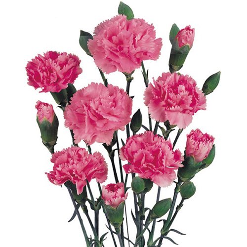 Farm2Door Wholesale Carnations: 100 Stems of Hot Pink Mini Carnations from Colombia - Farm Direct Wholesale Fresh Flowers