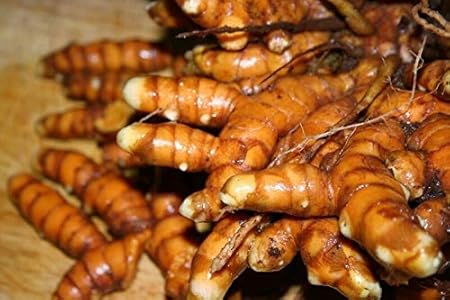 2オンスFRESHウコン根茎ウコンORGANIC家宝食用