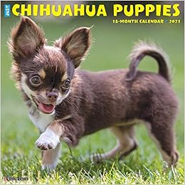 Just Chihuahua Puppies 21 Wall Calendar Dog Breed Calendar Willow Creek Press Amazon Com Books Just Chihuahua Puppies 21 Wall Calendar Dog Breed Calendar Willow Creek Press Amazon Com Books