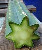 Trichocereus Bridgesii Center Cuts