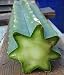 Trichocereus Bridgesii Center Cuts
