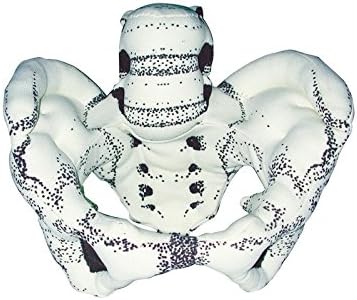 Cloth Pelvis Model for Teaching Birth Childbirth Midwife Doula