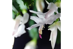 TriStar Plants - Thanksgiving Cactus - 4" inch Pot, Fasle Christmas Cactus, Easter Cactus, Holiday Plant, Winter Flowers, Christmas Plants, Winter Blooms (White)
