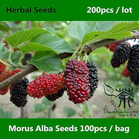 Amazon Co Jp クワの0脚を急成長している ファミリークワ科ムルアルは 広く新規工場はシュウサンウ ホーム キッチン