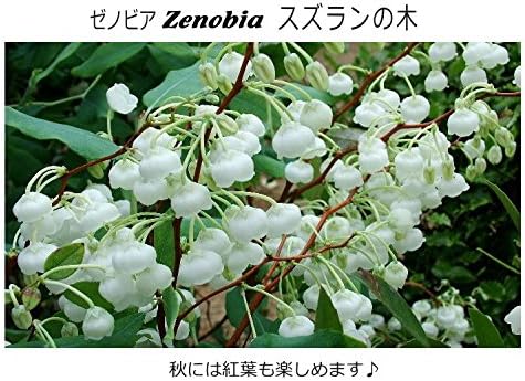 Amazon スズランの木 ゼノビア 4号ポット 苗木 植木