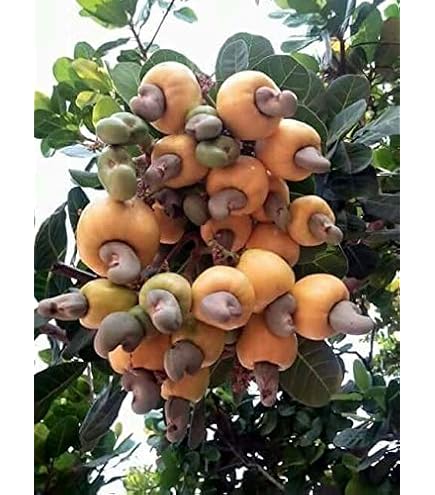 Amazon.com : Cashew Tree Seeds for Planting (6 Seeds) - Anacardium  occidentale : Patio, Lawn & Garden