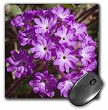 VWPics Flowers - Sand Verbena.(Abronia villosa).Anza-Borrego Desert State Park,California. - MousePad (mp_45934_1)