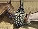 Derby Originals Super-Tough Patented Four Sided Slow Feed Horse Hay Bag with One Year Warranty, Purple
