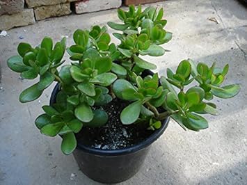 Resultado de imagen para arbol de jade precio