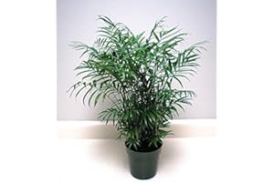 Glamaours Chamaedorea Elegans (Parlour Palm) 20 Seeds, Air Purification House Plant