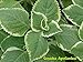 Variegated Cuban Thyme Plectranthus Amboinicus 1 Live Plant