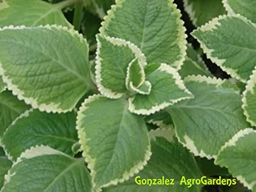 Variegated Cuban Thyme Plectranthus Amboinicus 1 Live Plant