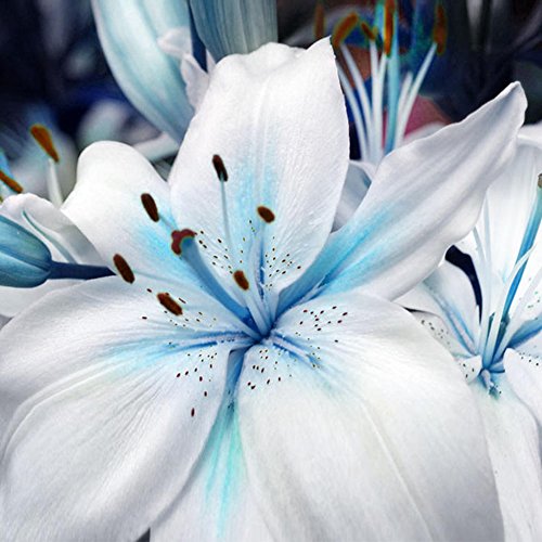 1 Bag Blue Heart Lily Plant Seeds, Fragrance Lily Flower Seeds Plant for Home Garden Potted Bonsai Planting Decor - Thumbnail 6