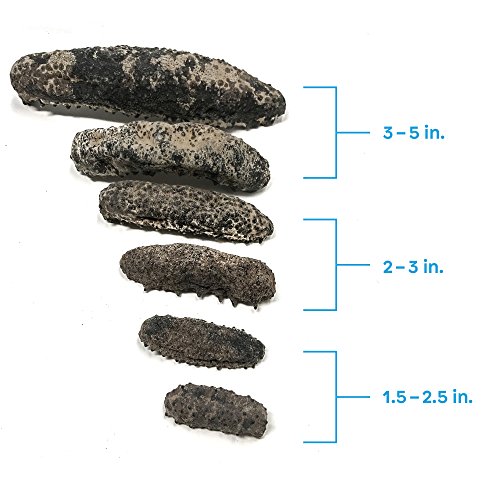 SB Organics Carribbean Badionotus Medium - Wild Caught Sea Cucumber Dried All Natural Nutritious - 8 oz. - Thumbnail 3