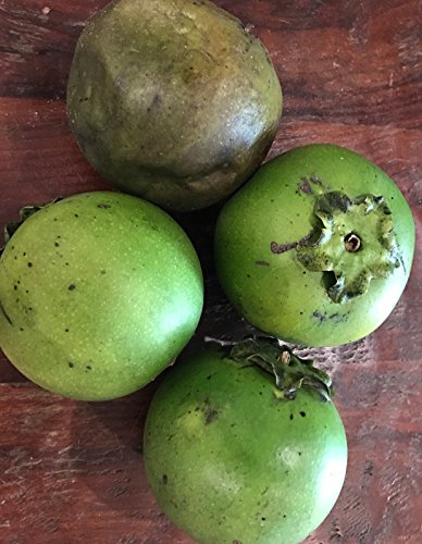 LovelyGarden Black Sapote Diospyros Nigra Chocolate Pudding Seedling Plant Tropic Fruit Tree