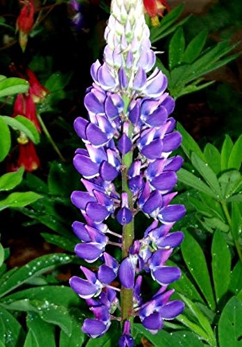 Wild Perennial Lupine Seeds - Huge Flowers Blooms profusely in Spikes - Image 5