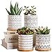 Succulent pots