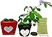 Christmas Plant Gift Box Set - To Grow the TickleMe Plant That Closes Its Leaves When You Tickle It! It Even Flowers! This Christmas Gift will make everyone smile when they TICKLE the leaves!