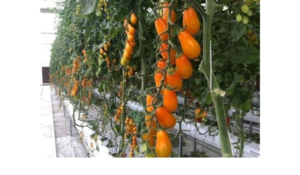 HONIC 100 Unidades Mezcla de Verduras Tomate, Plantas en macetas ...