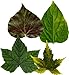 EuroQuest Imports EuroQuest Spring Deco Parchment Leaves (Pack Of 20)
