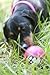 Rogz Fun Dog Treat Ball in various sizes and colors, Medium, Pink