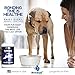 Best Paw Nutrition Liquid Glucosamine Chondroitin for Dogs - Hip Dysplasia & Joint Pain Relief - Canine Health Food Supplement - Natural Pet Vitamins with MSM for Dog Mobility Support - 32oz