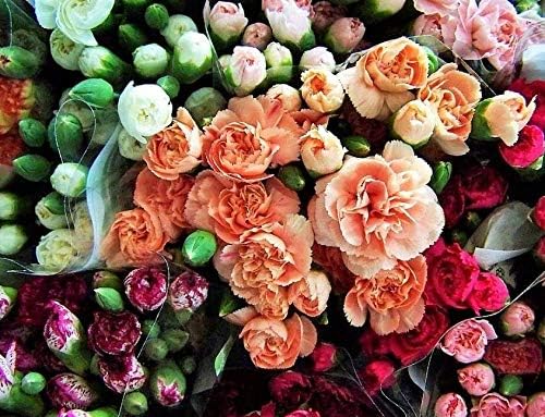 Seeds Rainbow Carnation Mix Mixed Colors Dianthus Caryophyllus Flower Get 100 Seeds #LC01YN