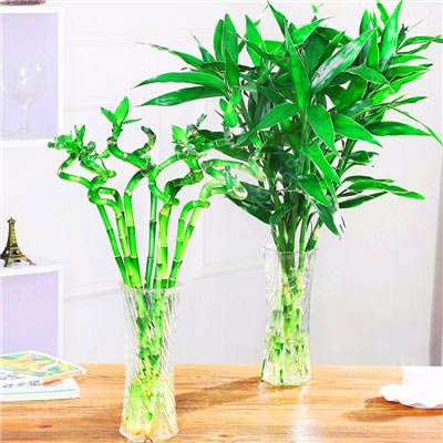 Honic Big Sale 20pcs Of Lucky Bamboo Plants Bonsai Good | Desertcart Gambia
