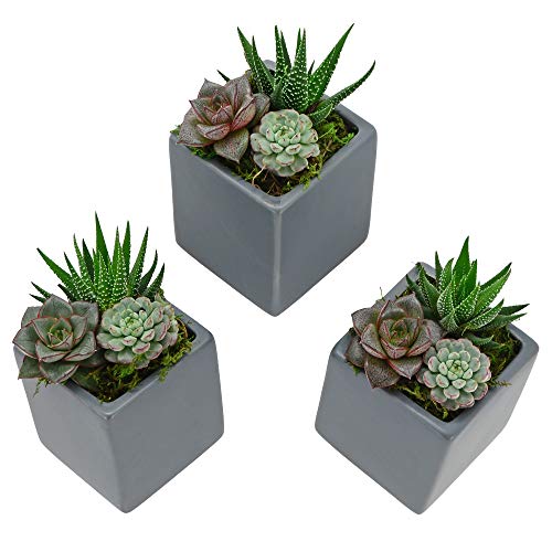 Arcadia Garden Products WP19 Small Cube Wall Planter 3-Pack Gray, Light Grey
