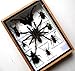 REAL MIXS VERY RARE INSECT TAXIDERMY SET IN BOXES DISPLAY FOR COLLECTIBLES