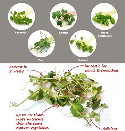 Huerta Clásica Kit de Cultivo de MICROGREENS para Cultivar tus ...