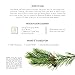 artnaturals 100% Pure Pine Needle Essential Oil - (.33 Fl Oz / 10ml) - Undilued Therapeutic Grade - Tree Scent for Aromatherapy Diffuser