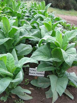 Small Stalk Black Mammoth Tobacco ~100 seeds Small Stalk Black Mammoth Tobacco ~100 seeds