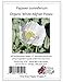 100 Organic White Afghan Poppy Seeds Papaver Somniferum