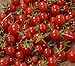 Sweet Million Cherry Tomato - 4 Live Plants - Up to 2000 Cherries