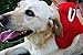 Pet Epic Pet Grooming Glove Brush - Pet Hair Remove and Bathing Mitt for Dogs, Cats and Horses – Clean and Massage at Once