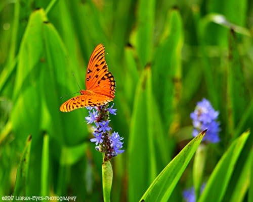 Everglades - Guld Fritillary - 1