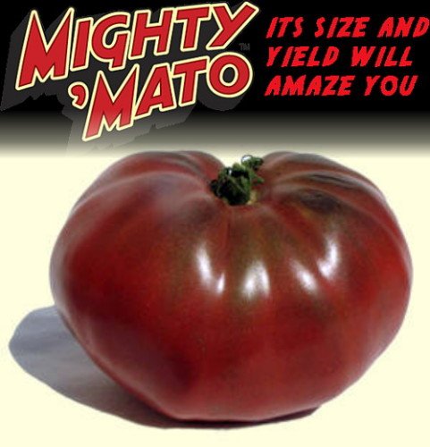 Mighty 'Mato Grafted Black Krim Tomato Plant - Easy to Grow/More Fruit
