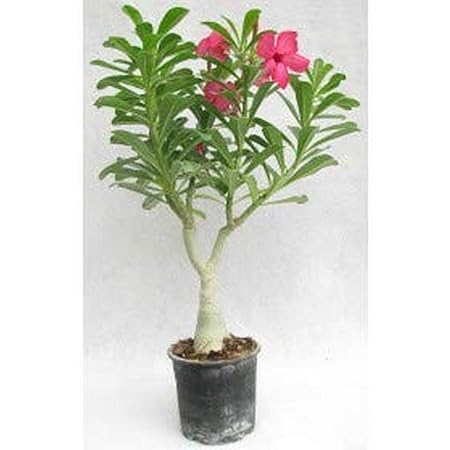 Creative Farmer Flower Live Plant Desert Rose Adenium (Grafted Plant) Organic Kerala Hybrid Plants (Desert Rose) For Home (1 Live Bonsai Plant) (PLANT-93-ADENIUM864ll@)