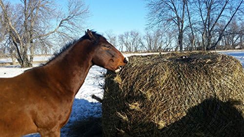 Round Bale Slow Feed Hay Net 6x6 1 3 4 Hole Amazon Co Uk Pet