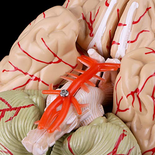 Abicial Disassembled Anatomical Human Brain Model Anatomy Medical Teaching Tool - Thumbnail 6