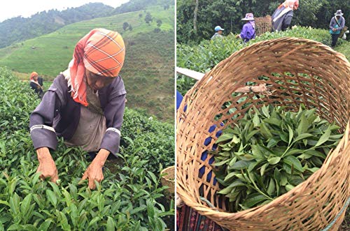 dreikraut Gui Hua - Edler Oolong-Tee mit Osmanthus-Blüten, 100g, aus Nord-Thailand, handverlesen, naturbelassen – Bild 6