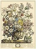Robert Furber - Twelve Months of Flowers 1730/October Art Print 15 x 20