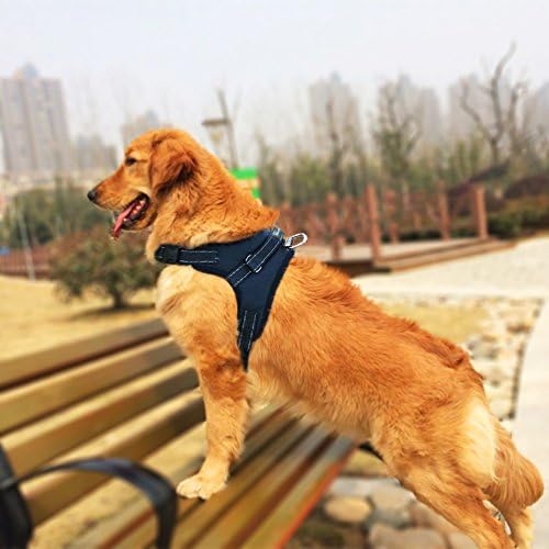 Follada con un arnes | Los arneses más seguros