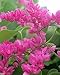 #1189 TROPICAL RARE CHINESE LOVE VINE 7-seeds