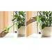 Alotm 4Pcs Plant Watering Bulbs, Automatic Self-Watering Globes Plastic Balls Garden Water Device Watering Bulbs for Plant (Large, 4 Pcs Clear)thumb 4