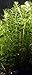 New Anacharis Egeria Elodea Densa Tropical Live Aquarium Aquatic Plant BUY2 +1 Free