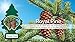 LITTLE TREES Air Fresheners Car Air Freshener. Hanging Tree Provides Long Lasting Scent for Auto or Home. Royal Pine, 24 Air Fresheners