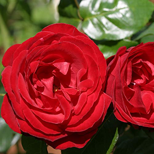 Fast Growing Roses Grow Roses Fast Fast Growing Roses - 